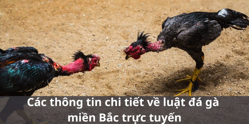 Các thông tin chi tiết về luật đá gà miền Bắc trực tuyến