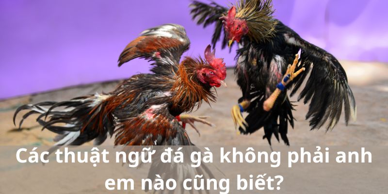 Các thuật ngữ đá gà