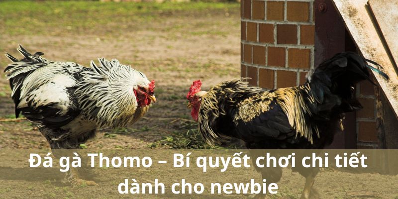 Đá gà thomo