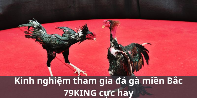 Kinh nghiệm tham gia đá gà miền Bắc 79KING cực hay