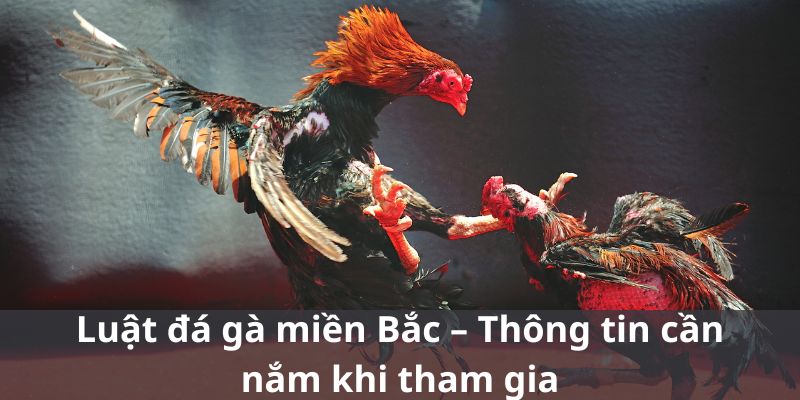 Kinh nghiệm tham gia đá gà miền Bắc 79KING cực hay