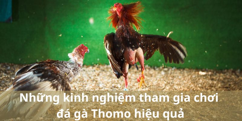 Những kinh nghiệm tham gia chơi đá gà Thomo hiệu quả