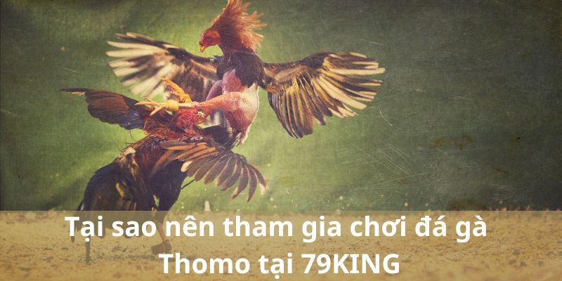 Tại sao nên tham gia chơi đá gà Thomo tại 79KING