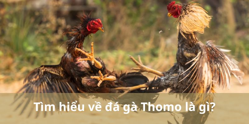 Tìm hiểu về đá gà Thomo là gì?