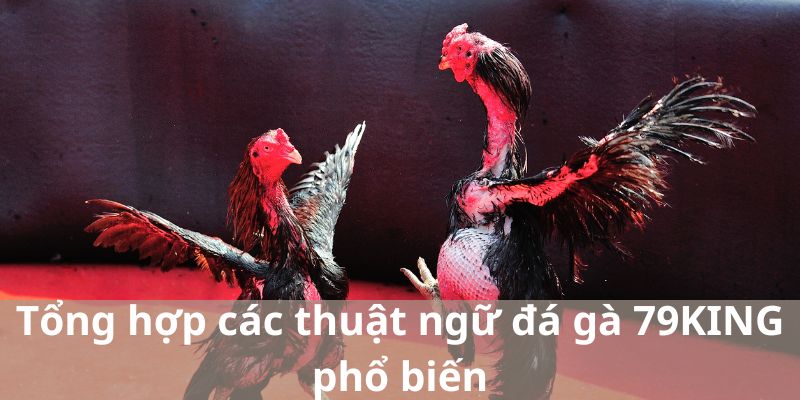 Tổng hợp các thuật ngữ đá gà 79KING phổ biến