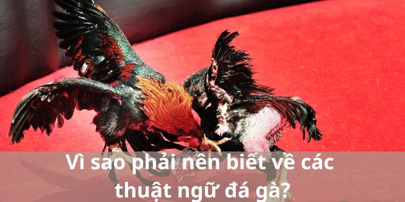 Vì sao phải nên biết về các thuật ngữ đá gà?